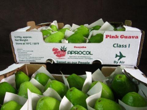 guava-1.jpg