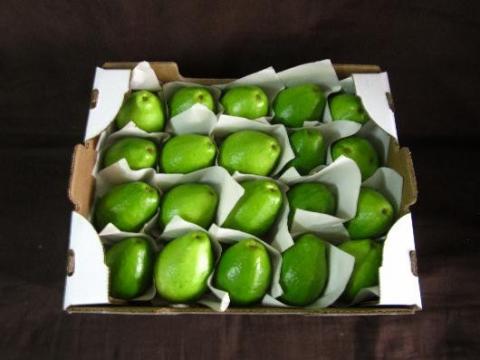 guava-4.jpg