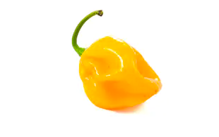 Habanero chili pepper Image