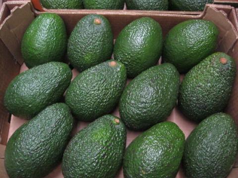 AVOCADO HASS Image