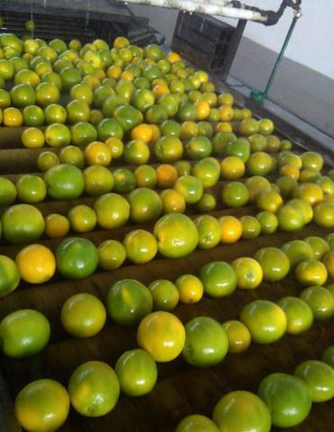 Orange - Citrus sinensis. Image