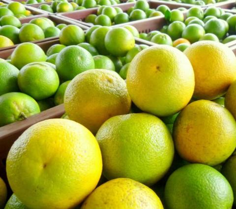 Orange - Citrus sinensis. Image