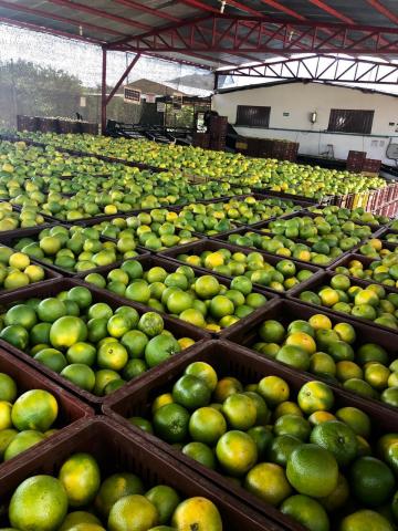 Orange - Citrus sinensis. Image