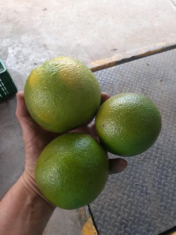 Orange - Citrus sinensis. Image