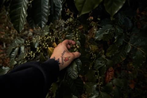 Geisha Natural - green coffee Image