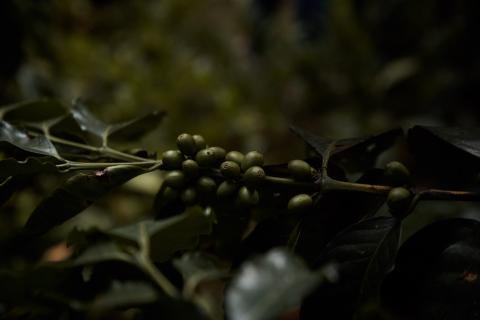 Geisha Natural - green coffee Image