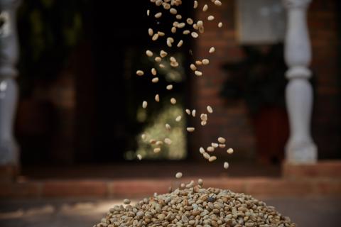 Geisha Natural - green coffee Image