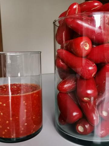 Jalapeno chili pepper (red or green) Image