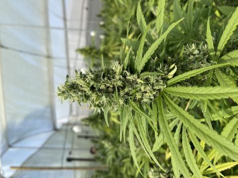 Non-Psychoactive Dry Flower Titan Variety Image