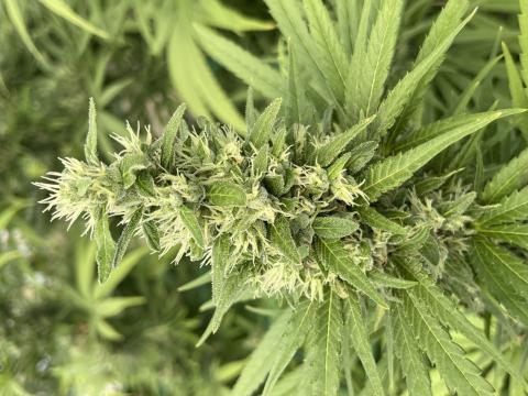 Non-Psychoactive Dry Flower Titan Variety Image