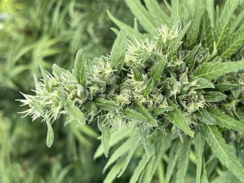 Non-Psychoactive Dry Flower Titan Variety Image