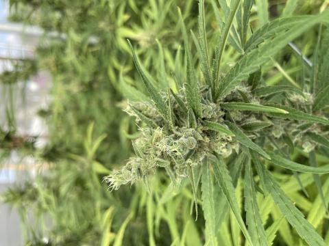 Non-Psychoactive Dry Flower Artemis Variety Image