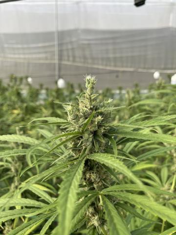 Non-Psychoactive Dry Flower Artemis Variety Image