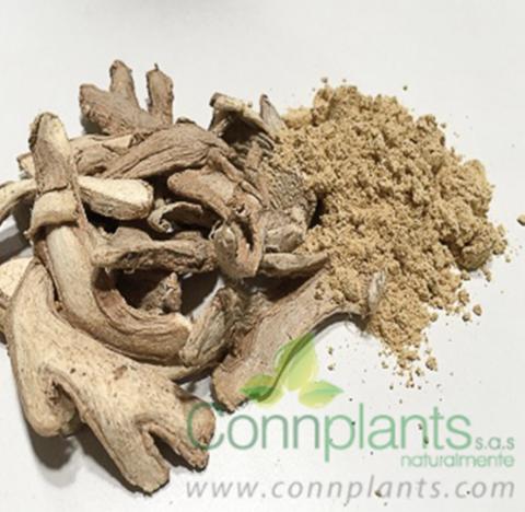 Ginger Image