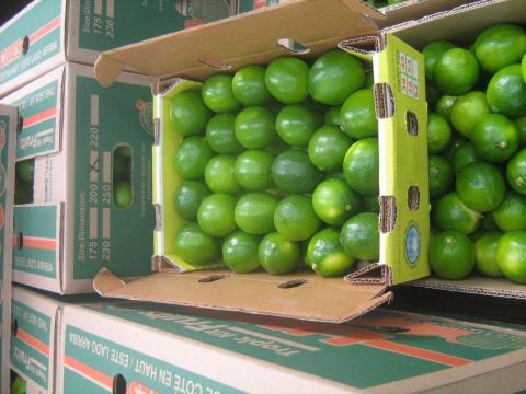 perdian limes- tahiti limes Image