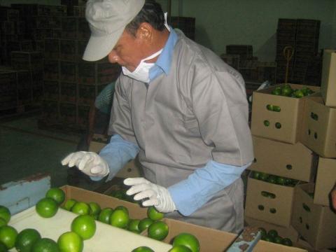 perdian limes- tahiti limes Image