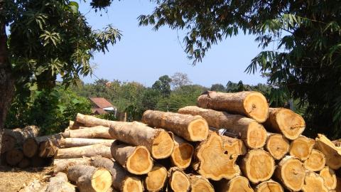 Products: - Round teak wood with bark, dimensioned in cm of circumference diameter (Rough wood) Image