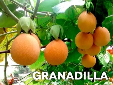 Granadilla Image
