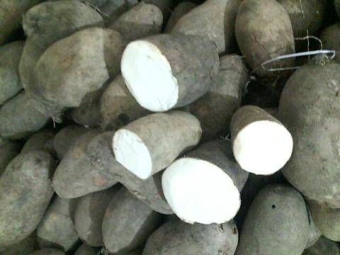 YAM Image