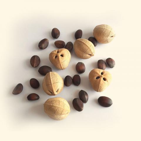 Cacay Nuts Image