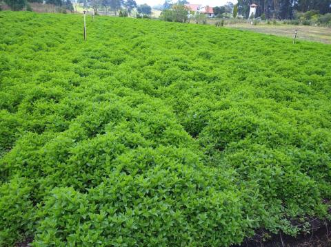 Fresh organic herbs Image