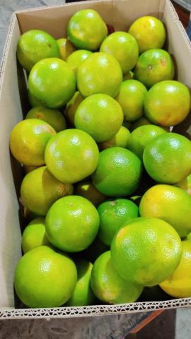 Valencia Orange Image