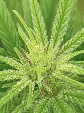 CBD dry flower Image