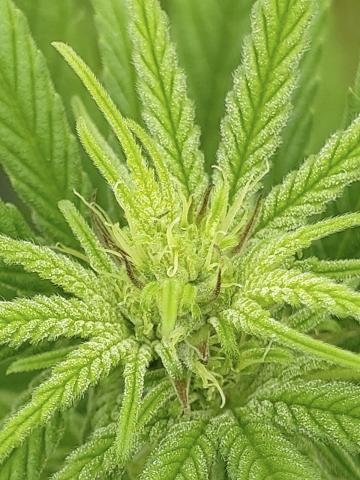 CBD dry flower Image