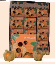 Physalis Image