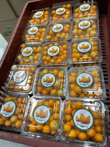 Goldenberries - Physalis berries Image