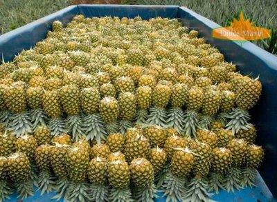 PINEAPPLE GOLDEN Image