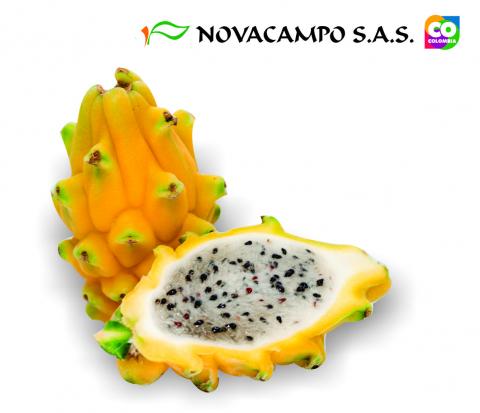 Pitahaya Image