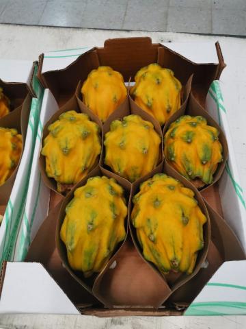 Yellow Dragon Fruit Image