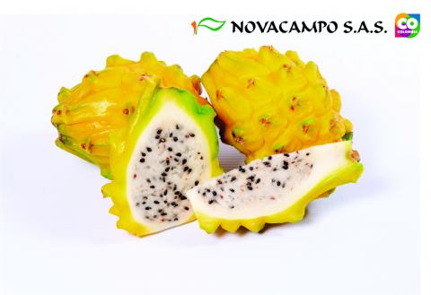 Pitahaya Image
