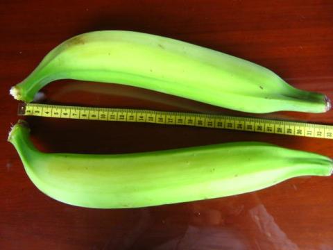 PLANTAIN Image