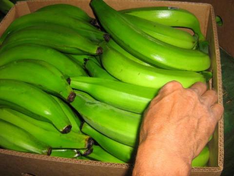 PLANTAIN Image