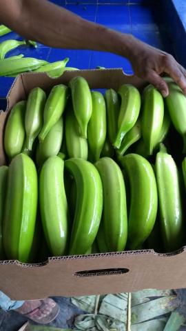 Platano Harton Image