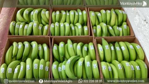 Fresh Plantains Image