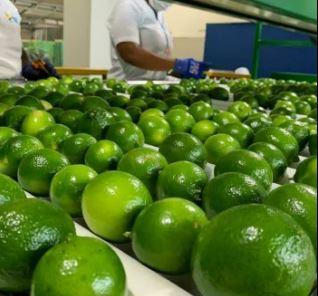 Tahiti Acid Lime Image