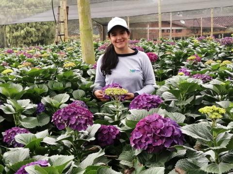 Hydrangea macrophylla Image