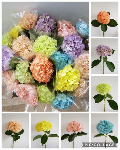 Hydrangea macrophylla Image