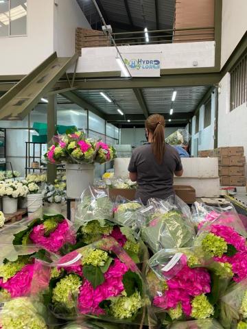 Hydrangea macrophylla Image