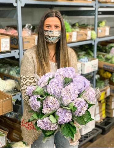 Hydrangea macrophylla Image