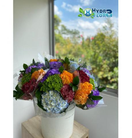 Hydrangea macrophylla Image