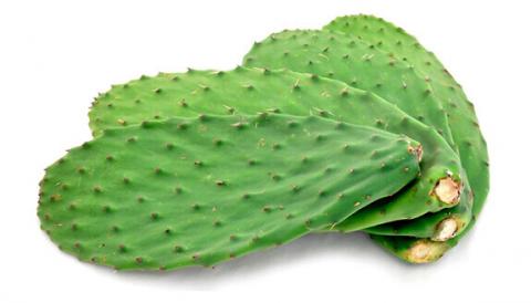 Nopal Image