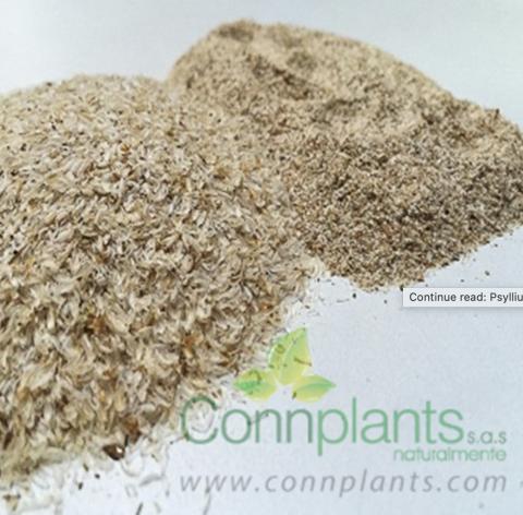 Psyllium Image