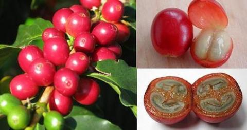 Natural Coffee Fruit Concentrate Image
