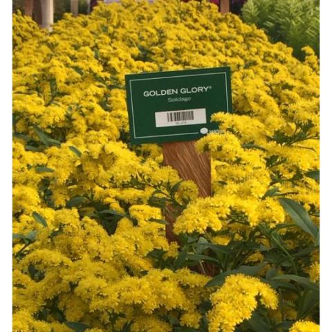 SOLIDAGO GOLDEN GLORY