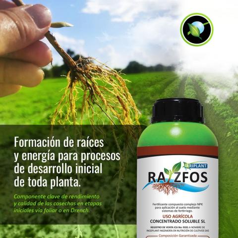 Raizfos Image