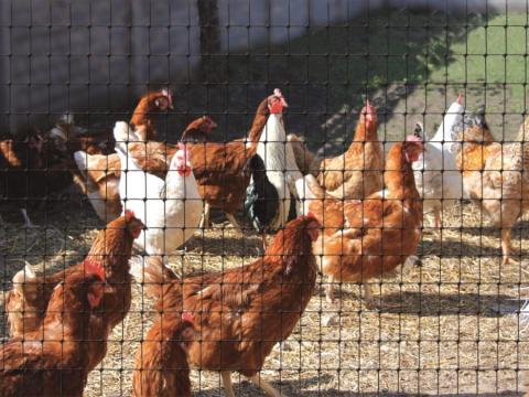 Gallinero BOP 25x30 Image